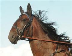 yarrahboko_101026_145828