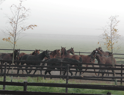 Det tar sin lilla tid innan alla har hittat sin plats i unghästflocken. Foto: A.Lindblom/Travkompaniet