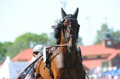 Ståtlige Yarrah Boko efter segern i söndagens elitloppsförsök.