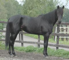 Panne