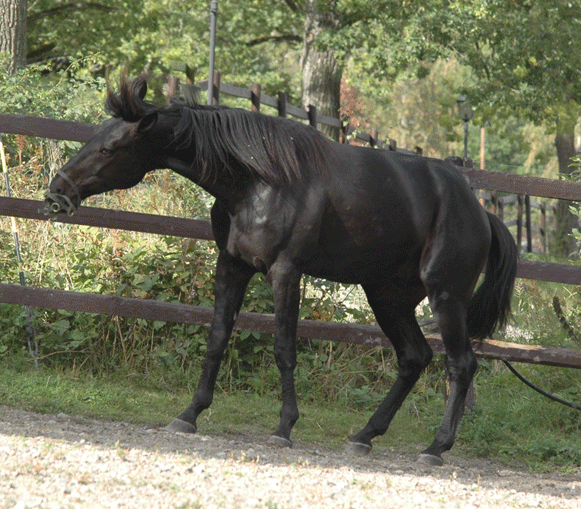 "Panne" svingar grimman runt, runt, runt som i en yster dans. Foto; A.Lindblom/Travkompaniet