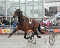 Raja Mirchi är klar för Norges största lopp Oslo Grand Prix. Foto av CLAES KÄRRSTRAND