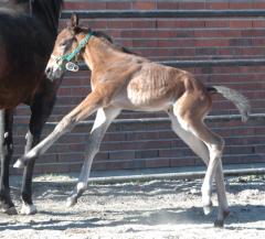 Ett av alla fina Maharajahföl, en hingst efter Hot Pants, ni vet hon som är mamma till Rolling Stones! Foto; A.Lindblom/Travkompaniet