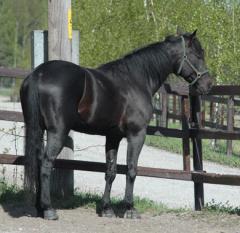 Panne
