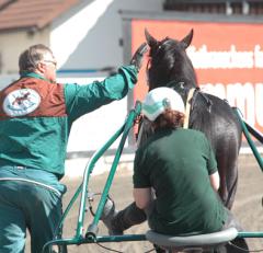 Stefan har lagt sin sista hand på "Panne" inför söndagens Elitlopp. Foto; A.Lindblom/Travkompaniet