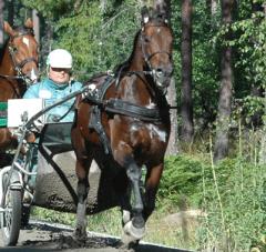 Maharajah bara spänstar upp för backen. Foto; A.Lindblom/Travkompaniet