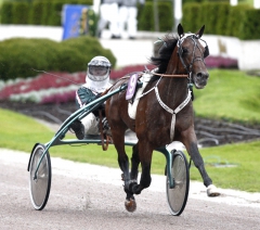 Maharajah på väg mot mål som Kriterievinnare med spetsade öron sex längder före tvåan. Foto; ALN