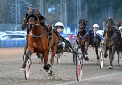 Mind Your Face blir årets första häst i Sverige att nå sex V75-segrar under 2015. Foto av LARS JAKOBSSON