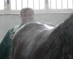 Stefan står bakom Maharajah och visar hur hästen har byggt på sig muskler. Foto; A.Lindblom/Travkompaniet