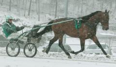 Maharajah i årets första banjobb på Solvalla. Foto; A.Lindblom/Travkompaniet