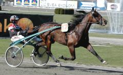 Maharajah i sista snabbjobbet inför årsdebuten för första gången utan framskor och med nummer sjutton på vojlocken. Foto; A. Lindblom/Travkompaniet