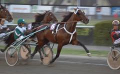 Maharajah hann inte fram i årsdebuten. Foto; A.Lindblom/Travkompaniet