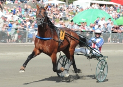 Royal Fighter Foto av CLAES KÄRRSTRAND