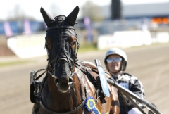 Diamanten och Robert Bergh efter ett av fyra segerlopp.  Foto av MICKE GUSTAFSSON