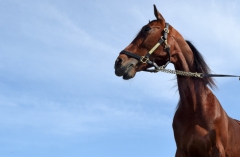 Med seger i blicken. Åke Svanstedt och Resolve kan bli ett utropstecken i Elitloppet. Foto av LARS JAKOBSSON