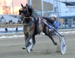 Flirt Fortuna är obesegrad på Jägersro efter två starter på Skånebanan. Foto av ALN PRESSBILD