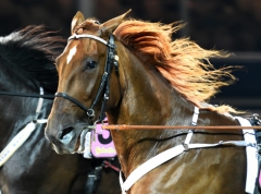Topph&auml;sten Nimbus C.D. flyttas till franske tr&auml;naren Sebastien Guarato. Foto av LARS JAKOBSSON