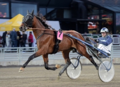 Linus Boy kan bli en obehaglig överraskning för favoriterna i Harper hanovers lopp. Foto av LARS JAKOBSSON