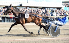 Tjacko Zaz har aldrig tidigare mött de bästa, men på söndag går han ut i Elitloppet som Sveriges snabbaste häst i år. Foto av Kanal 75