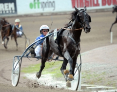 På onsdagen är segervane Extra Fudge tillbaka på banan efter 14 månaders uppehåll. Foto av Martin Langels/ALN