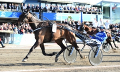 Elitloppshästen Tjacko Zaz blir stor favorit när han på söndag går ner i klass och startar i silverdivisionen. Foto av MALIN ALBINSSON