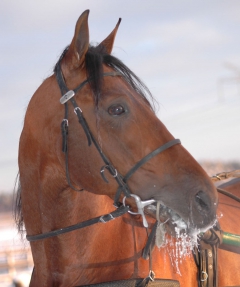 Foto; A.Lindblom/Travkompaniet