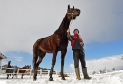 Storvuxne Milliondollarrhyme kan vara Fredrik B Larssons nästa stjärna. På söndag kan hästen ta sin andra raka V75-seger. Foto av LARS JAKOBSSON