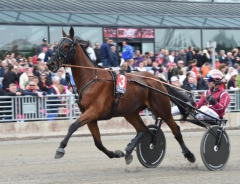 Lutfi Kolgjinis Dante Boko är en av tre svensktränade hästar som ska prova lyckan i Gran Premio Lotteria 1 maj. Foto av Kanal 75