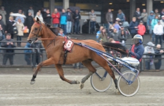 Segermaskinen Aubrion du Gers fick finna sig i att dela förstaplatsen när han på onsdagen startade på Agen-La Garenne. Foto av LARS JAKOBSSON