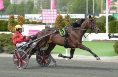 Förhandsfavoriten Bold Eagle lottades till spår fem. Foto av Lars Jakobsson, TR Bild