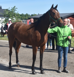 2-åriga stoet Bitchie hälsades varmt välkommen till vårt stall. Foto; A.Lindblom/Travkompaniet