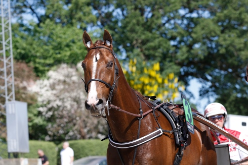 Lionel på Solvalla i maj med sin ägare och kusk Göran Antonsen. Foto: Lena Emmoth, TR Bild Foto av Lena Emmoth, TR Bild