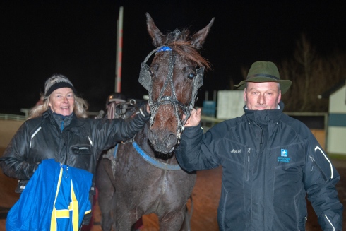 Stjärnan Belker är inte till salu. Sten och Ingela Jansson från Gotland tränar och äger hingsten. Foto: Mikael Rosenqvist/TR Bild Foto av Mikael Rosenqvist/TR Bild.
