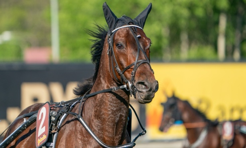 Whipped Eggs är tillbaka på banan när V86 på onsdagen lockar med superjackpot. Foto av Thomas Blomqvist/TR Bild