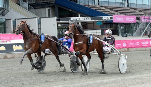 Stjärnämnet Selected News visade prov på sin höga kapacitet när han kämpade sig förbi en likaledes duktig Hector Sisu i elitloppshelgens första lopp. Foto av Lars Jakobsson/TR Bild