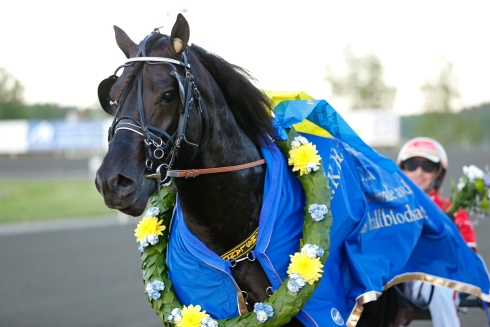 Grisle Odin G.L. kransad efter Prinsessan Madeleines Pokal. Foto: Maria Holmén, TR Bild Foto av Maria Holmén, TR Bild