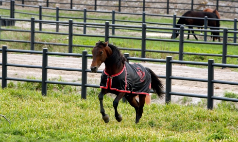 Bold Eagle laddade upp på Julmyra Horse Center inför Elitloppet 2017. Nu är träningsanläggningen till salu. Foto av Micke Gustafsson TR Bild