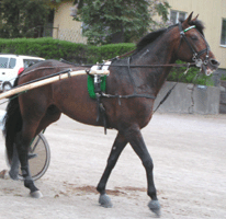 Shergar-040610-5