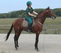 Jocose-med-ryttare-0708-1