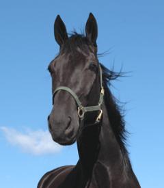 Lie Detctor till final i Breeders Crown. Foto: Travkompaniet