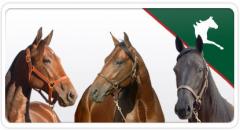 tres_amigos1