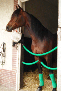 shergar-boko-022