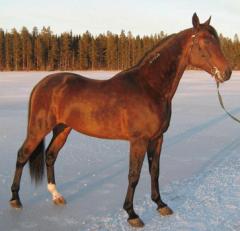 shergar
