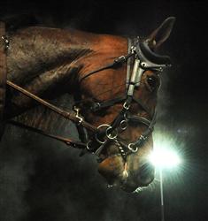 lily-kronos-lj_090511_15941