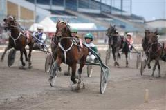 Maharajah lekte hem sitt f&ouml;rs&ouml;kslopp och st&aring;r kvar som den store favoriten i finalen av Svenskt Travderby n&auml;sta s&ouml;ndag. Foto: Thomas Blomqvist