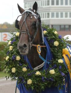 Maharajah har vant sig vid lagerkransar och vi tror att han kommer få fler under 2010. Foto: C. Kärrstrand