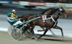 No Wonder har också vunnit på Solvalla. Foto: Travkompaniet