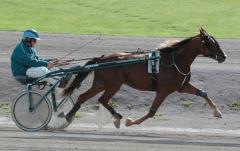 Janne får köra unghästar av högsta klass, eller vad sägs om 2-åriga Piassava efter Viking Kronos och Pine Dust? Foto: Travkompaniet