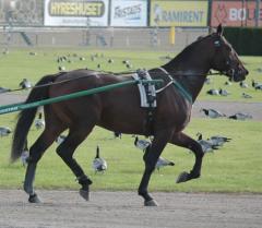 Perfectly-Enough-solvalla-faglar