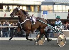 Superstjärnan Maharajah gör spännande comeback på lördag. Kan det faktum att han förlorade sin enda start på Åby och körs av Örjan Kihlström vara faktorer som talar emot honom denna lördag? Foto: Claes Kärrstrand